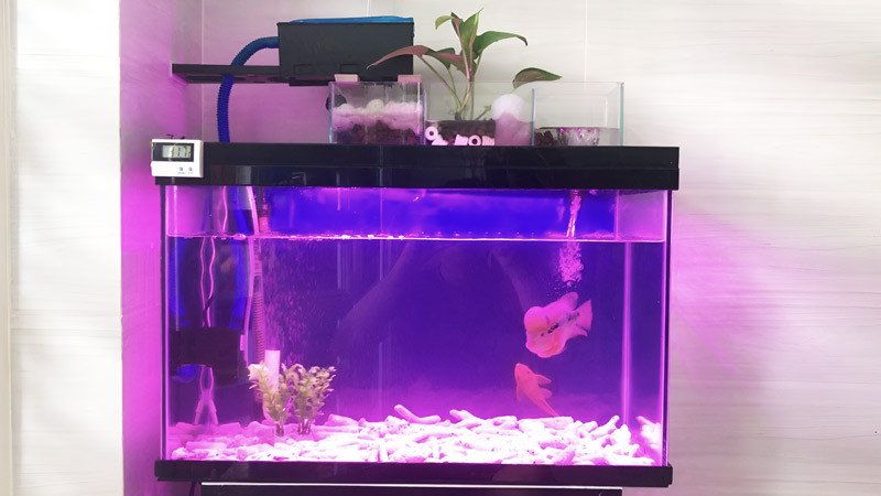 Bể cá mini để bàn làm việc chuyên dụng cho cá La Hán, nổi bật với vẻ đẹp độc đáo