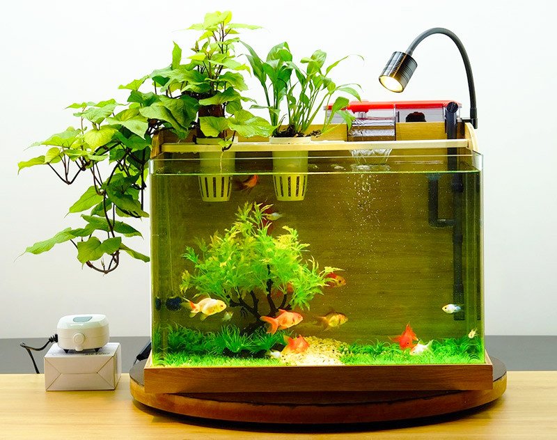 Bể cá mini để bàn làm việc với viền gỗ tự nhiên, không gian lý tưởng cho cá cảnh nhỏ