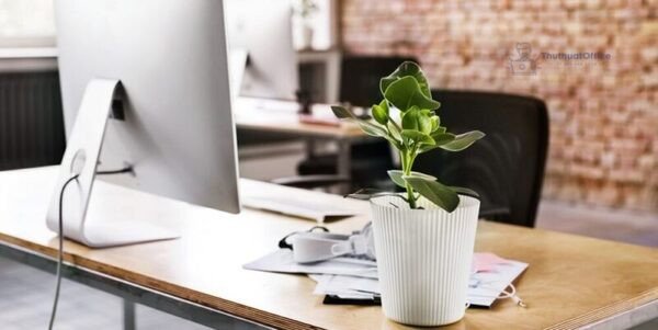 Cây cảnh nhỏ để bàn làm việc giúp tăng năng suất công việc và sự sáng tạo