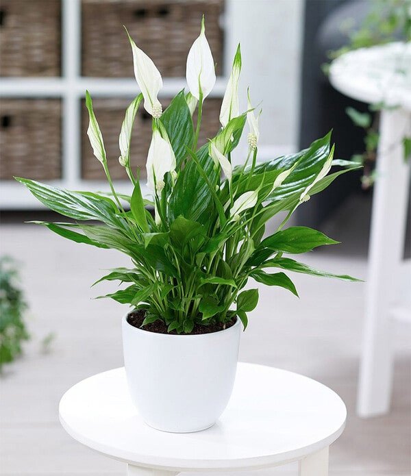 Cây lan ý đem đến may mắn và hòa giải mâu thuẫn trong công việc