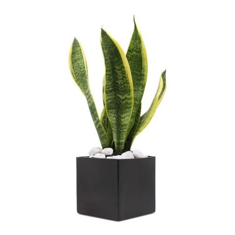 Cây lưỡi hổ mini trên bàn làm việc mang lại không khí trong lành
