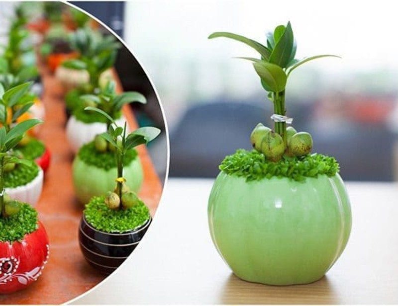 Cây may mắn là cây cảnh để bàn làm việc hợp mệnh Thổ
