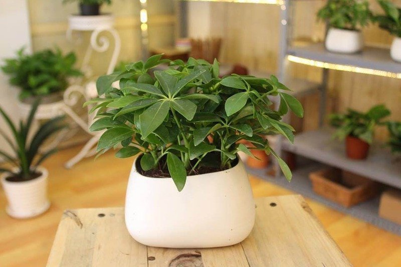 Cây ngũ gia bì cho người mệnh Thổ