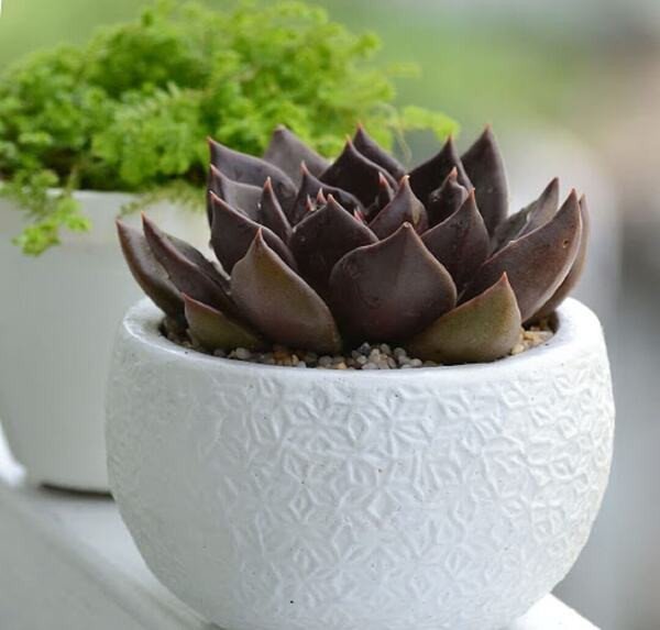 Cây sen đá nâu rất dễ trồng và chăm sóc, biểu tượng của ý chí mạnh mẽ