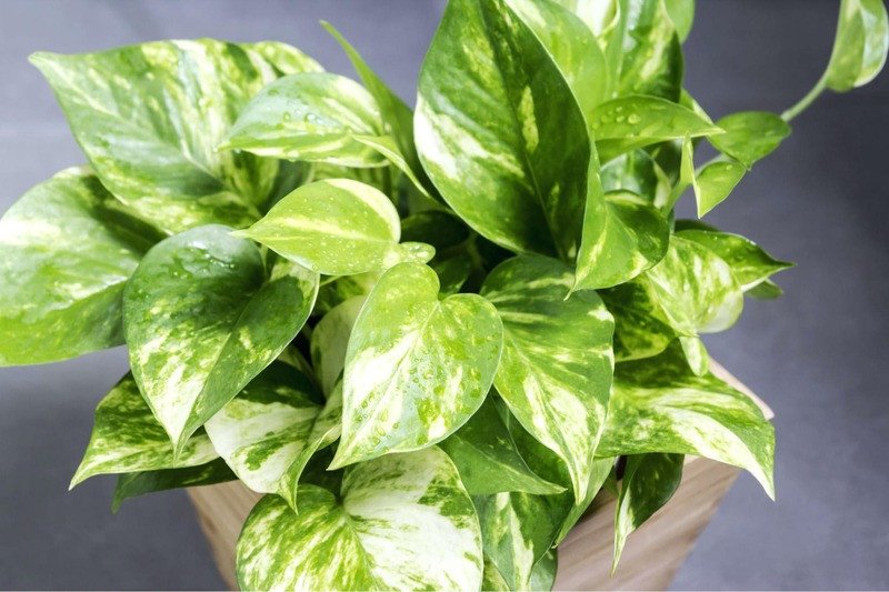 Cây Trầu Bà là cây để bàn làm việc hợp phong thủy mệnh Hỏa, giúp mọi việc thuận lợi