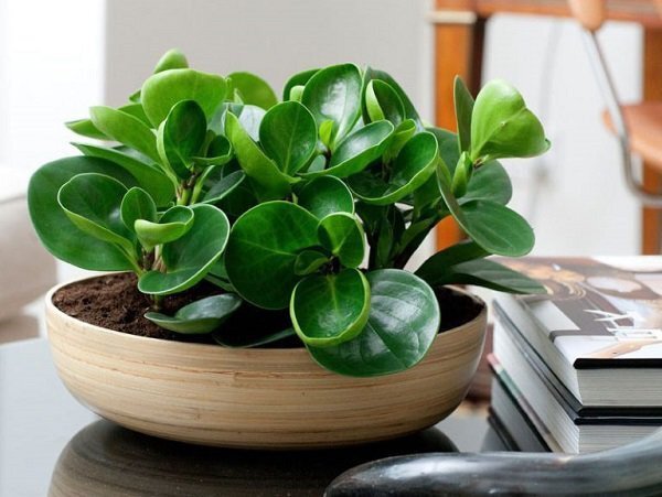 Cây trường sinh với những chiếc lá mọng nước