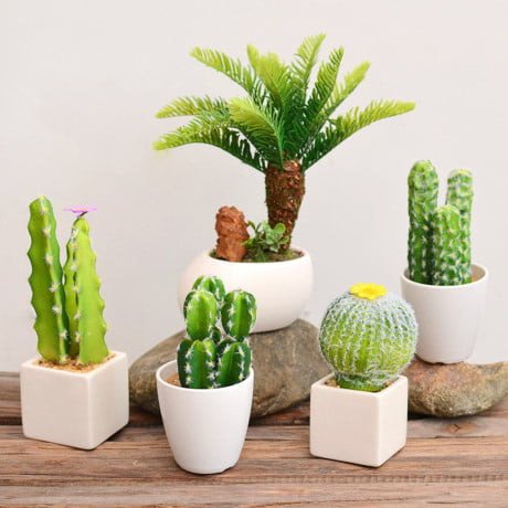 cây xương rồng cảnh để bàn làm việc văn phòng, trang trí nội thất