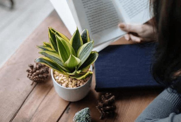 Chăm sóc và tưới nước đúng cách cho cây lưỡi hổ đặt trên bàn làm việc