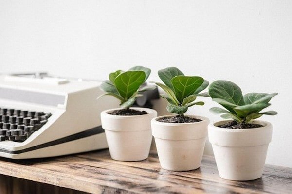 Chậu cây cảnh để bàn làm việc nâng cao sức khỏe