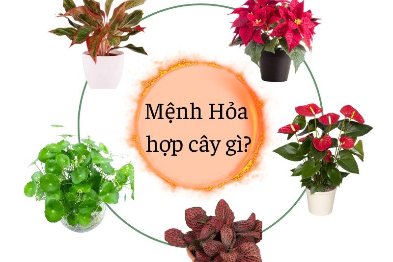 Chọn cây cảnh có màu sắc và hình dáng phù hợp cho người mệnh Hỏa