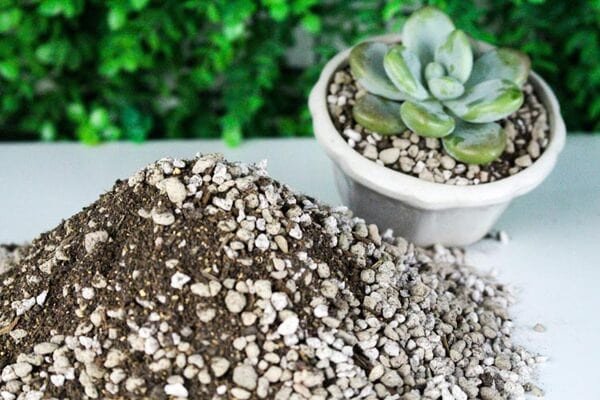 Có thể dùng hỗn hợp giá thể thay cho đất trồng chậu cây cảnh