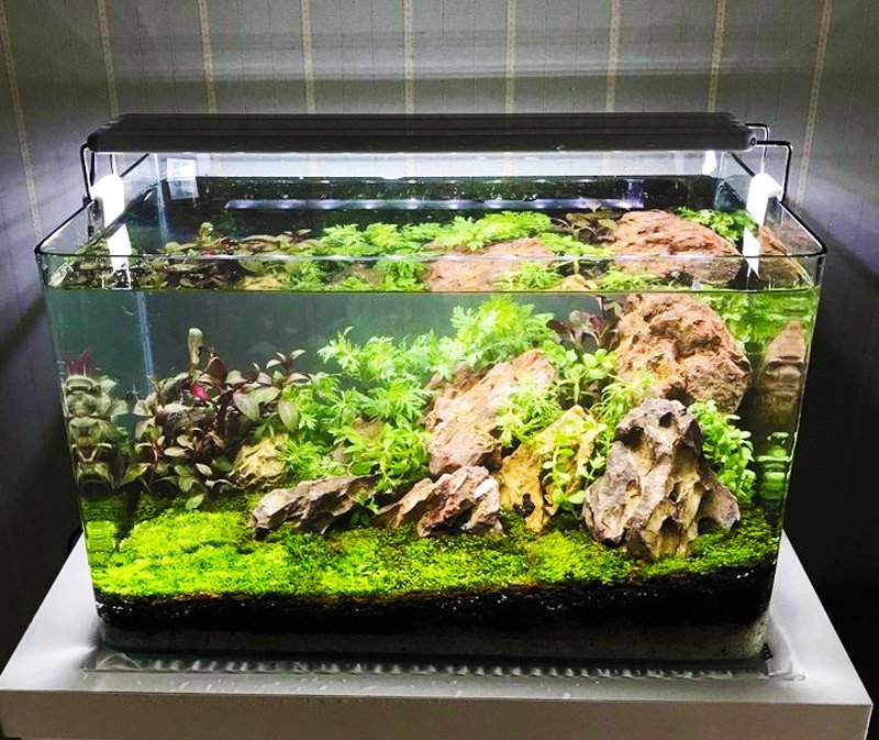 Hồ cá mini để bàn làm việc thiết kế đúc nguyên khối, mang vẻ đẹp hiện đại