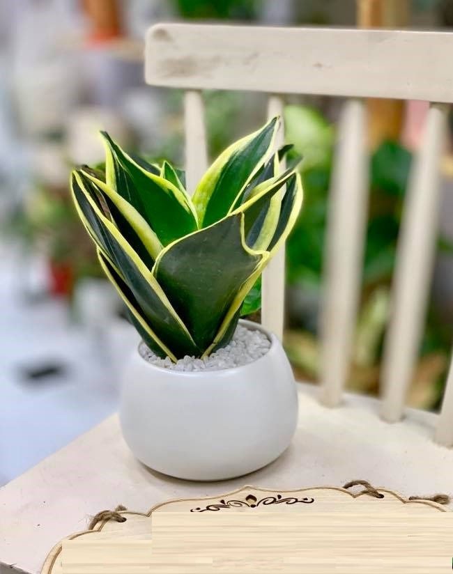 Nhân giống cây lưỡi hổ mini dễ dàng cho không gian làm việc