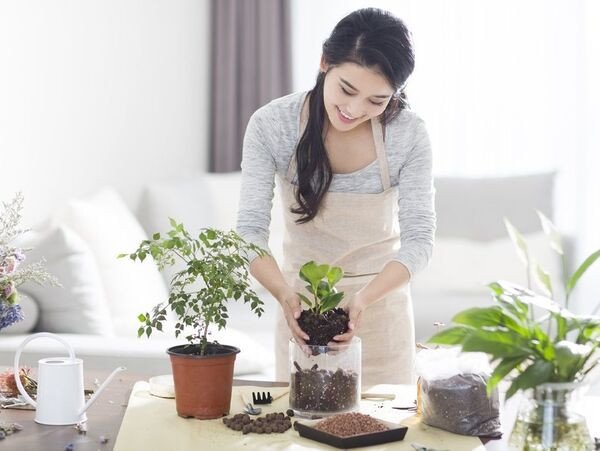 Sử dụng thêm phân bón để đảm bảo dinh dưỡng cho cây cảnh nhỏ để bàn làm việc