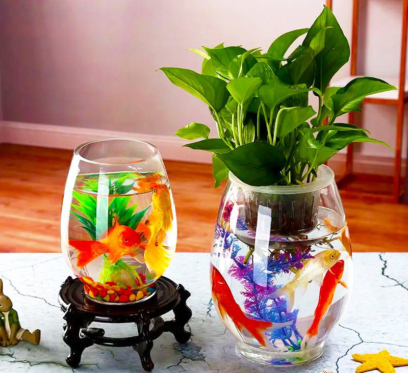 Thiết kế bể cá mini để bàn hình bầu dục, mang lại vẻ đẹp mềm mại và thư giãn