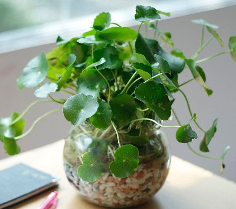 Vẻ đẹp nhẹ nhàng của cây Cỏ Đồng Tiền mang lại tài lộc cho mệnh Hỏa