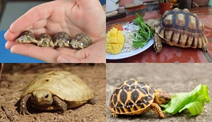 Các loại rau củ tốt cho rùa cảnh