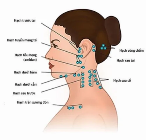 Vị trí hạch bạch huyết ở cổ: Nhận biết và hiểu rõ Cận cảnh một hạch bạch huyết