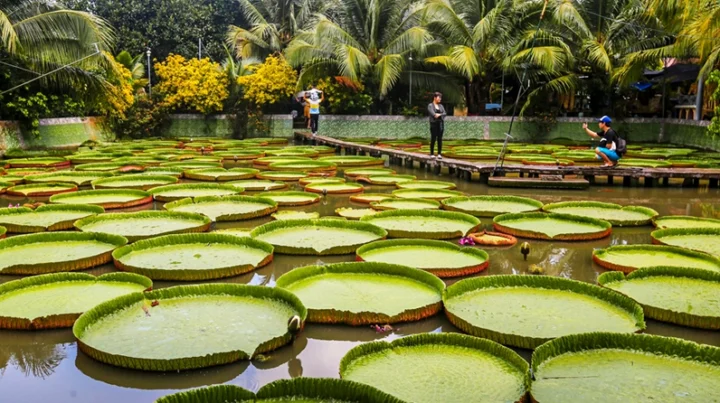 Cánh đồng sen hồng rực rỡ tại Đồng Tháp