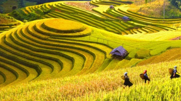 Cảnh quan ruộng bậc thang Hoàng Su Phì nhìn từ trên cao