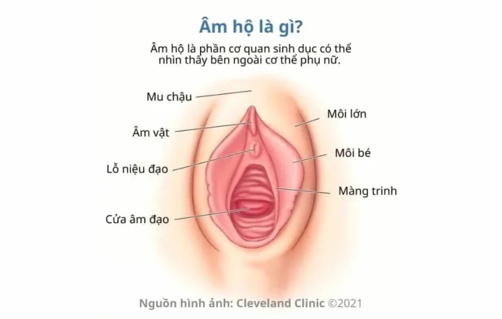 Cấu tạo chi tiết của âm đạo phụ nữ