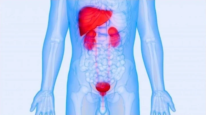 Cấu tạo chi tiết của một đơn vị nephron trong thận