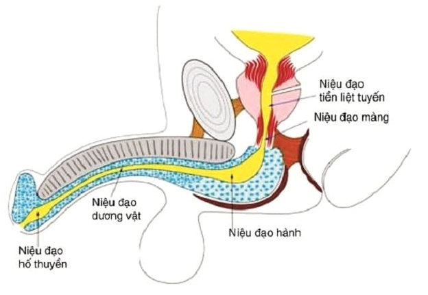 Cấu tạo niệu đạo nam