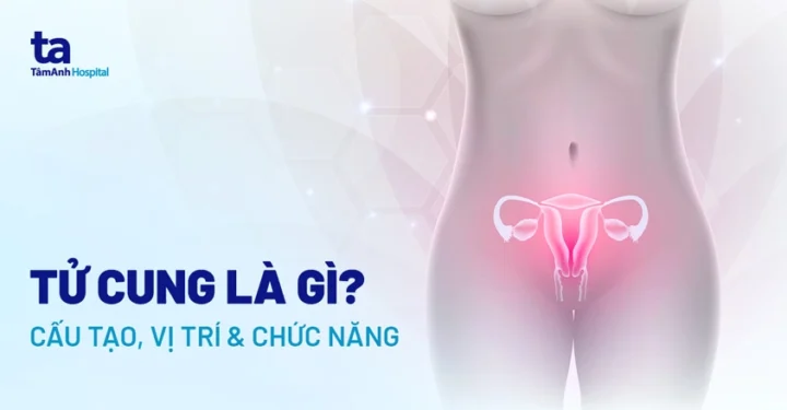Tử cung nằm ở đâu? Giải đáp chi tiết vị trí và chức năng Cấu tạo tử cung