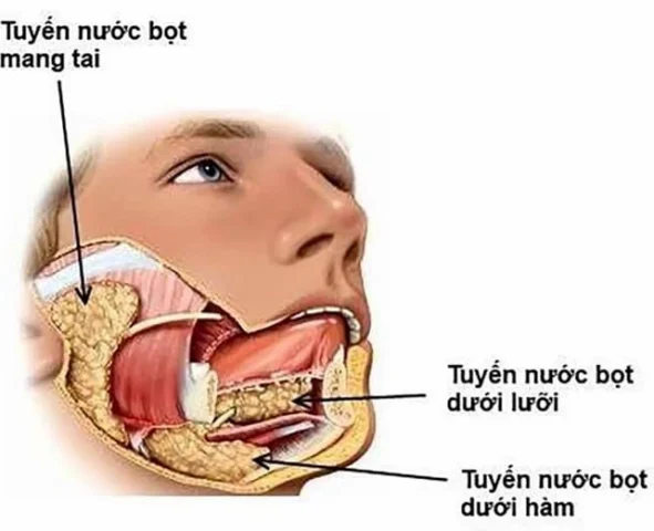 Cấu tạo tuyến nước bọt mang tai