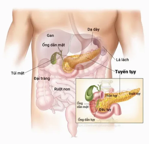 Tuyến Tụy Là Gì? Vai Trò Quan Trọng Ít Ai Biết Đến Cấu tạo tuyến tụy