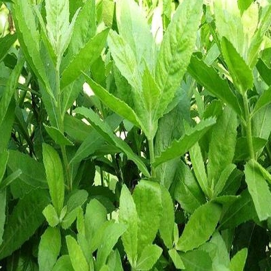 Cây thạch anh với hoa trắng tinh khôi