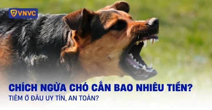 Chích Ngừa Chó Cắn Bao Nhiêu Tiền? Cập Nhật Giá 2026