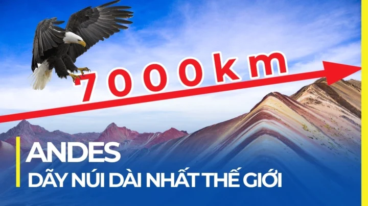 Chim Kondor Andes đang bay lượn trên bầu trời