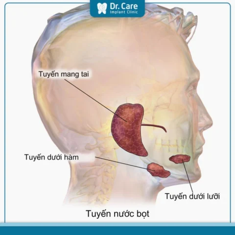 Chức năng bảo vệ của tuyến nước bọt