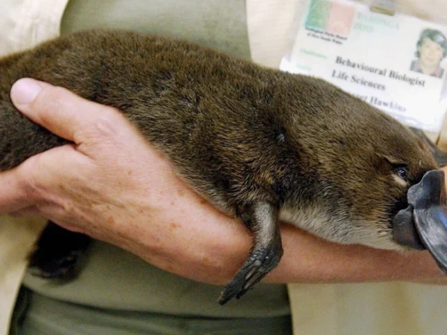 Echidna với lớp gai bảo vệ