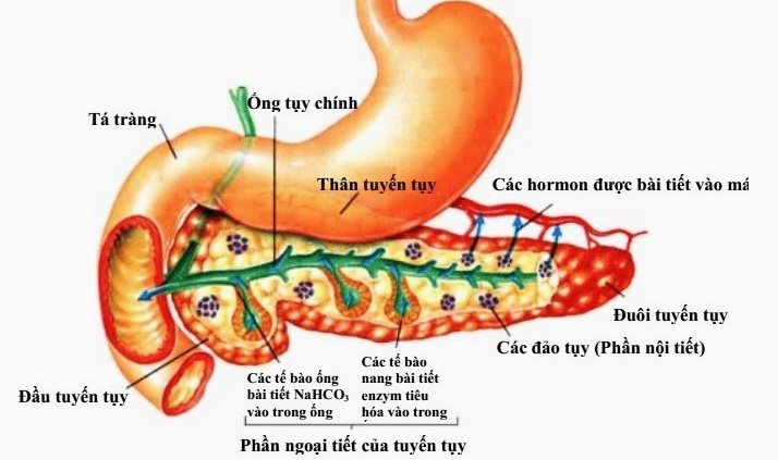 Tuyến Tụy Là Gì? Vai Trò Quan Trọng Ít Ai Biết Đến Enzyme tiêu hóa từ tuyến tụy