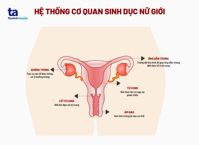 Tử cung nằm ở đâu? Giải đáp chi tiết vị trí và chức năng Hệ thống cơ quan sinh dục nữ giới
