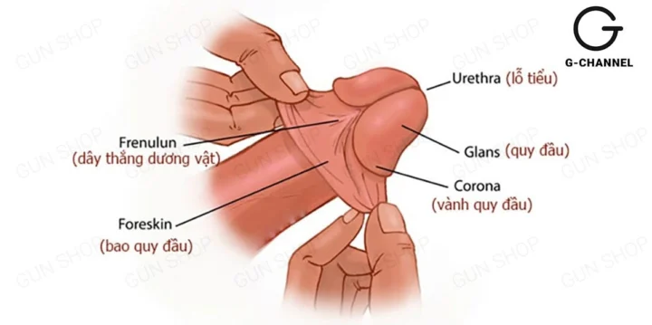 Đầu Khấc Là Gì? Giải Mã Chi Tiết Từ A-Z Cập Nhật 2026 Hình ảnh minh họa cấu tạo đầu khấc