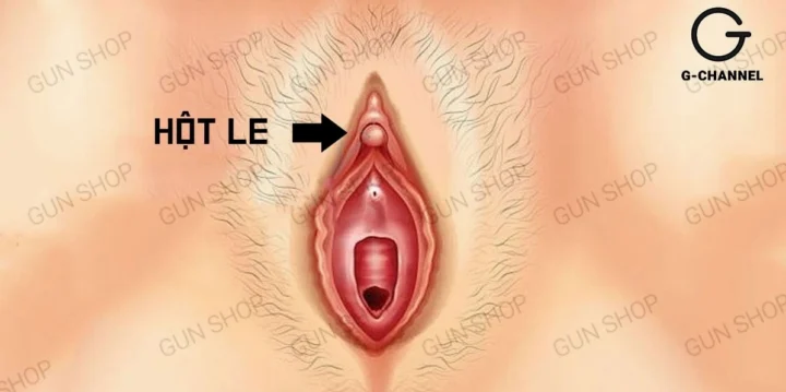 Hình ảnh tổng quan về cấu trúc tai người