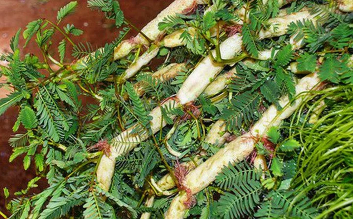 Rau Nhút: Vị Ngọt Đồng Quê & Lợi Ích Sức Khỏe Bất Ngờ Đĩa rau nhút luộc chấm chao