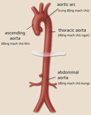 Lưu thông máu trong động mạch chủ