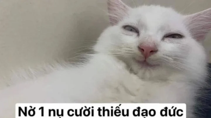 Mèo với biểu cảm cười biến thái