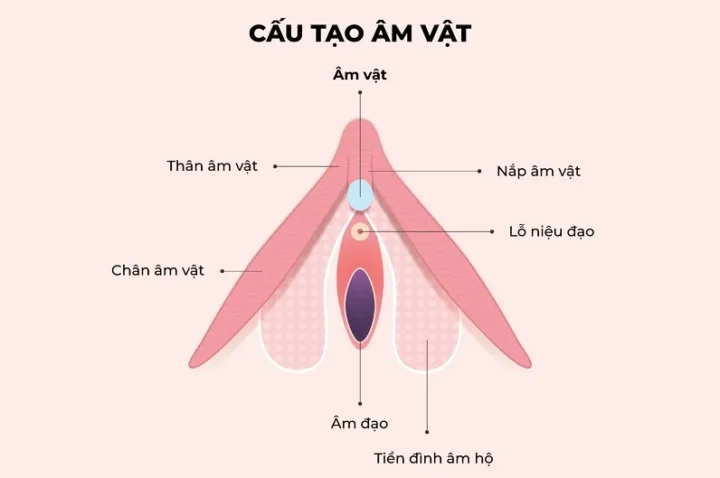 Minh họa cấu tạo vành tai và hột le