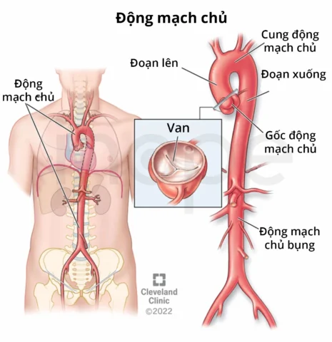 Minh họa chức năng động mạch chủ