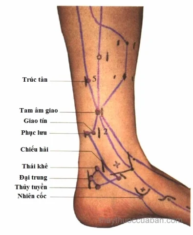 Huyệt Thái Khê: Chìa Khóa Vàng Cho Sức Khỏe Thận & Sinh Lý Mô tả vị trí huyệt Thái Khê trên cổ chân