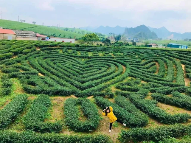 Đồi chè Mộc Châu xanh mướt