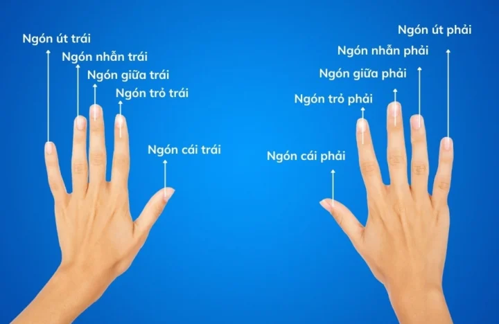 Phụ nữ đeo nhẫn ngón cái và ngón trỏ