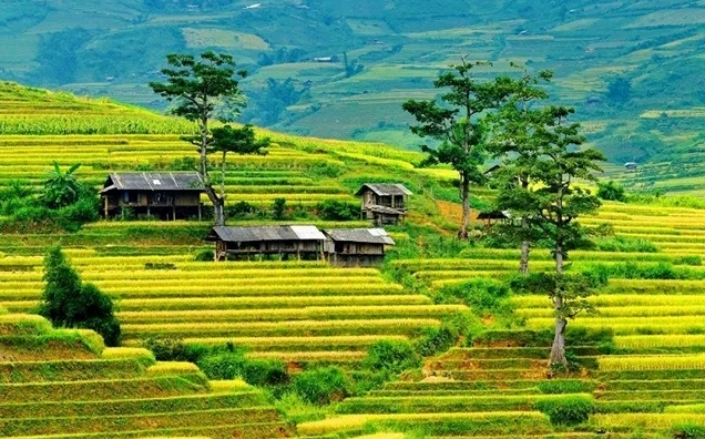 Ruộng bậc thang Mù Cang Chải mùa lúa chín