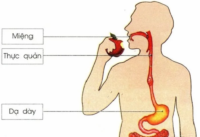 Sơ đồ giải phẫu chi tiết của thực quản