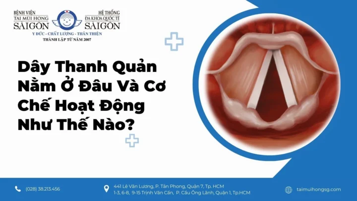 Thanh Quản: Cấu Tạo, Chức Năng Và Các Bệnh Lý Phổ Biến Năm 2026